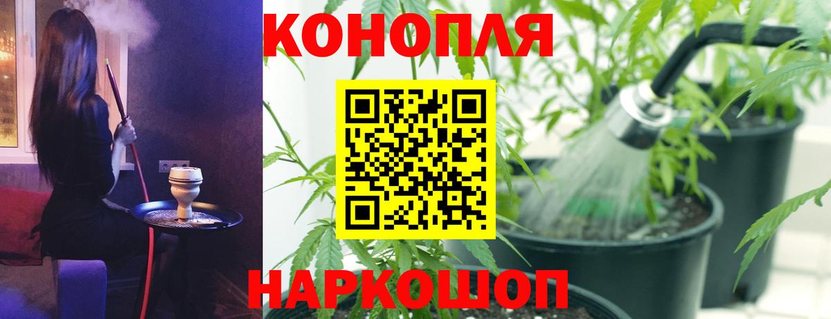 Каннабис сатива Сорочинск